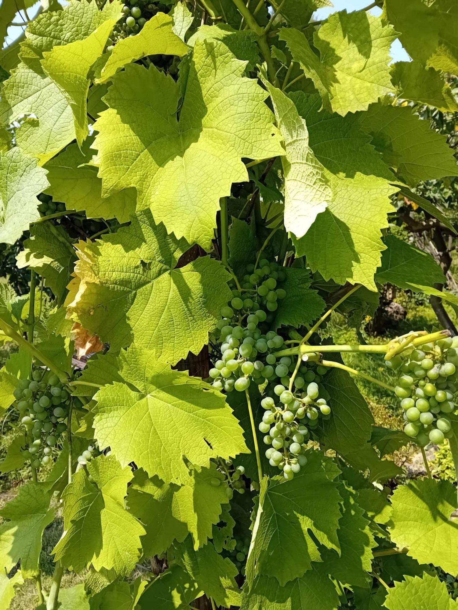 Czytelnia W Sadzie Villa Krzykawka Buitenkant foto